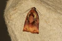 Archips podana