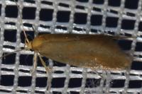 Crassa unitella