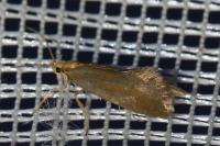 Crassa unitella