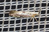 Argyresthia spinosella