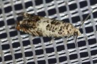 Epinotia subocellana