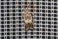 Epinotia subocellana