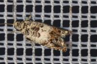 Epinotia subocellana