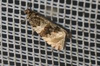 Orthotaenia undulana