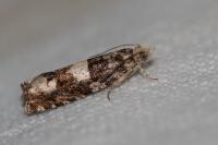 Epinotia demarniana