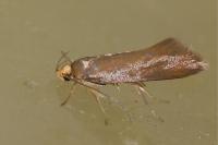 Crassa unitella