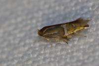Phyllonorycter