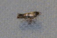 Phyllonorycter