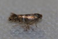 Phyllonorycter