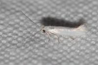 Ocnerostoma