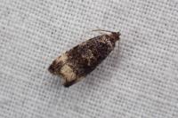 Endothenia marginana