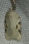 Acleris logiana/kochiella