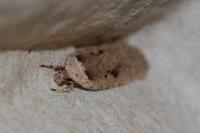 Agonopterix