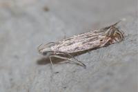 Isophrictis
