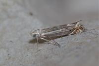 Isophrictis