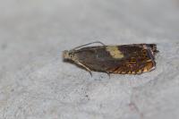 Dichrorampha petiverella