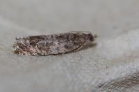 Ancylis achatana