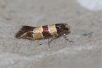 Goidanichiana jourdheuillella