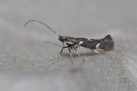 Calybites phasianipennella