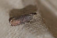 Dichrorampha