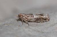 Crocidosema plebejana