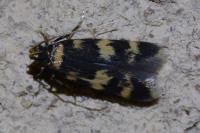 Oegoconia