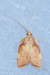 Carcina quercana