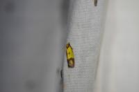 Agapeta zoegana