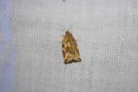 Archips xylosteana