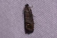 Cydia pomonella