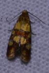 Aethes tesserana
