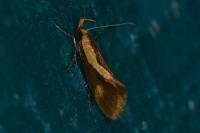 Harpella forficella