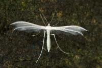 Pterophorus pentadactylus