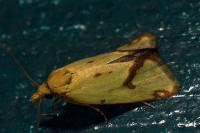 Agapeta hamana