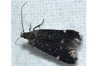 Aproaerema anthyllidella