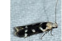 Caryocolum leucothoracellum