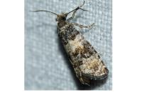 Piniphila bifasciana