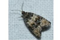 Piniphila bifasciana