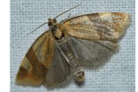 Zelotherses ferugana