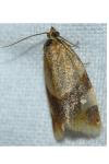 Zelotherses ferugana