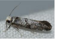 Paraswammerdamia