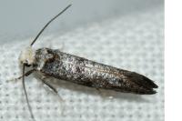 Paraswammerdamia