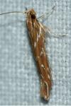 Pyroderces argyrogrammos
