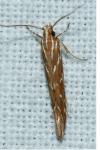 Pyroderces argyrogrammos