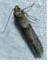 Blastobasis phycidella