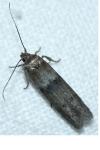 Blastobasis phycidella