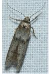 Blastobasis phycidella