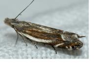Sophronia humerella