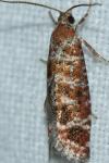 Rhyacionia miniatana
