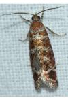Rhyacionia miniatana